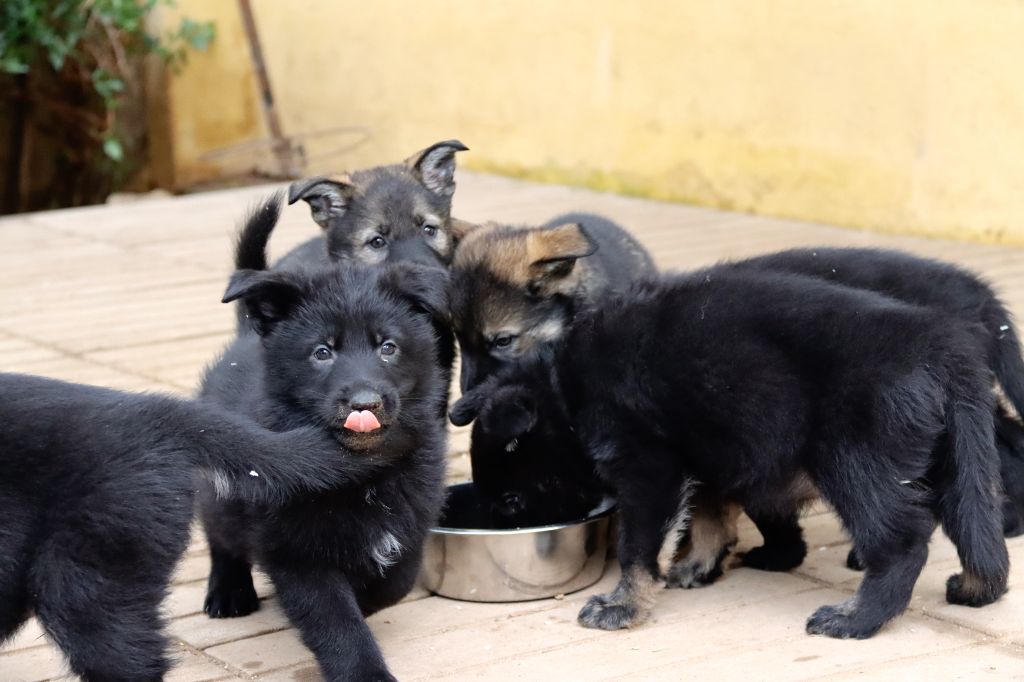 chiot Berger Allemand D'Herrera Del Alcantara