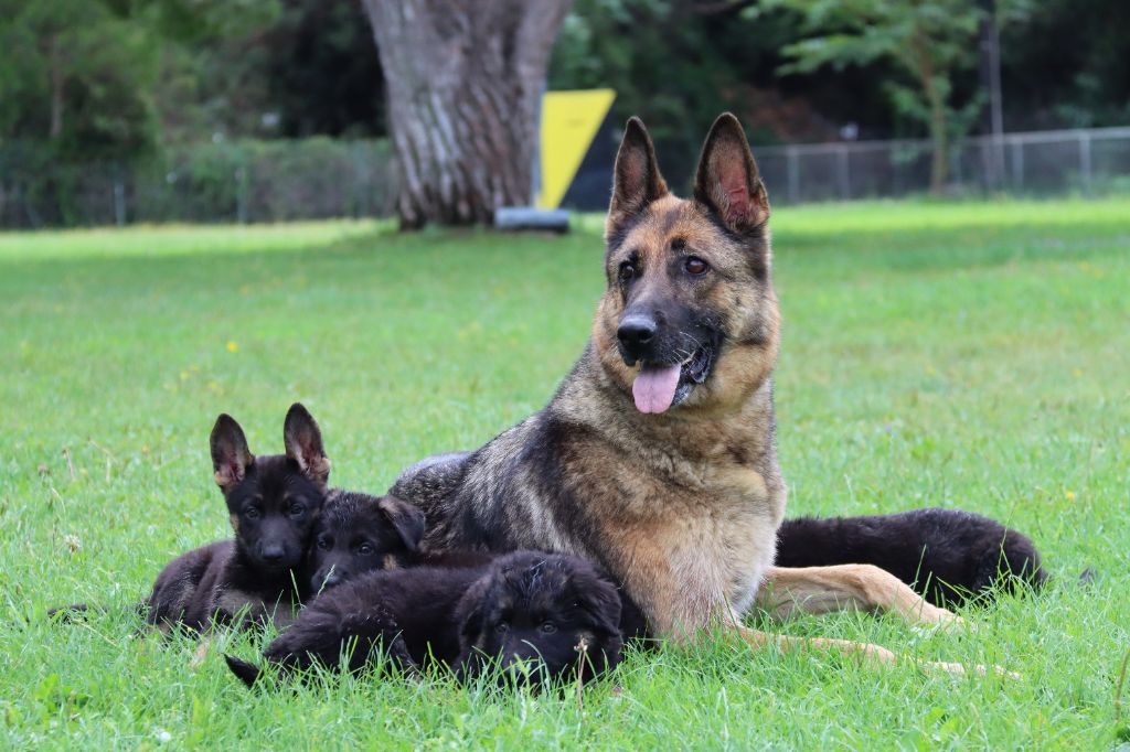 chiot Berger Allemand D'Herrera Del Alcantara