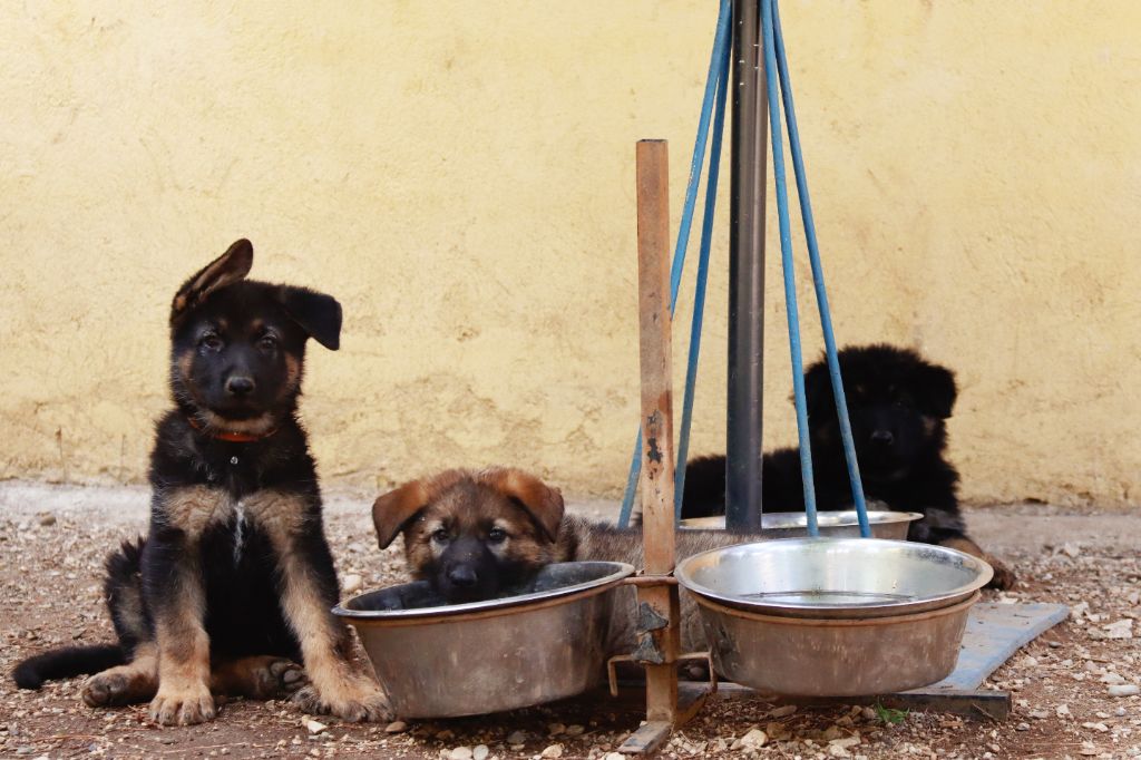 chiot Berger Allemand D'Herrera Del Alcantara