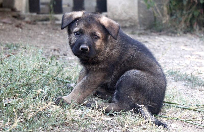 Goliath D'Herrera Del Alcantara