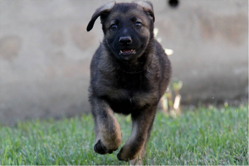 I'jax D'Herrera Del Alcantara