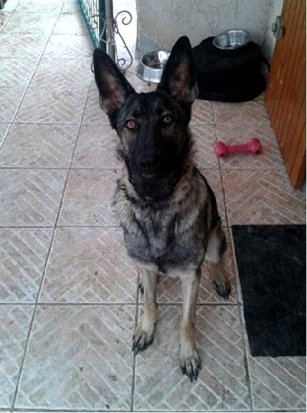 Hatchi D'Herrera Del Alcantara