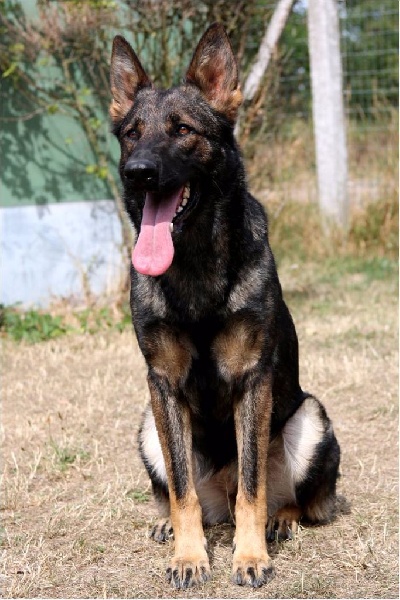 Irka D'Herrera Del Alcantara