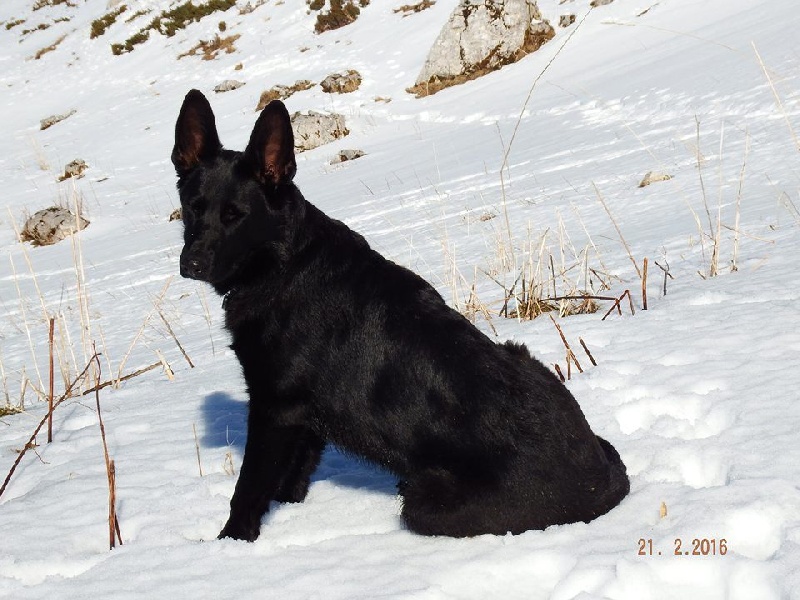 Luna D'Herrera Del Alcantara
