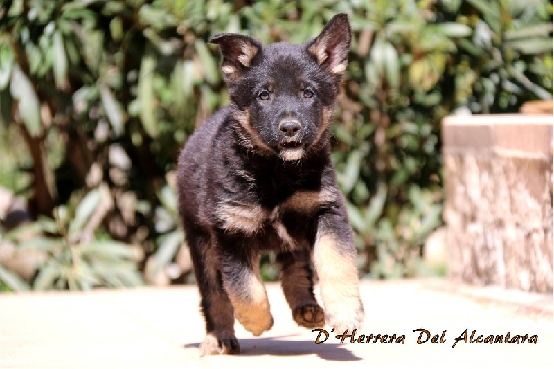 My shadow D'Herrera Del Alcantara