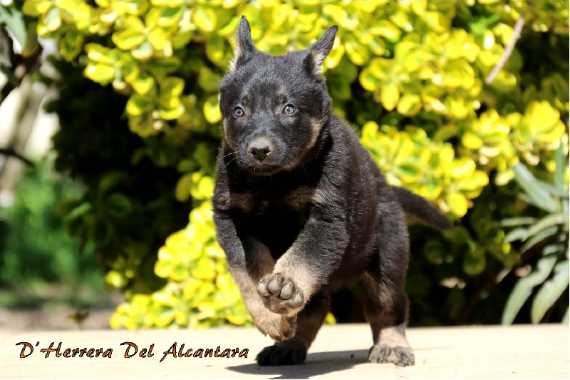 Moumoute D'Herrera Del Alcantara