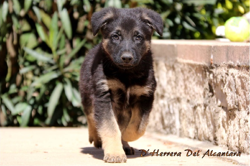 Mao D'Herrera Del Alcantara