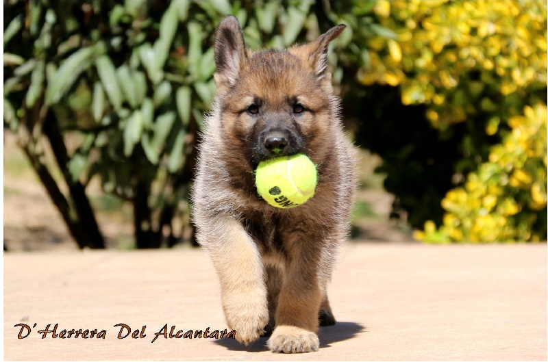 Marley D'Herrera Del Alcantara