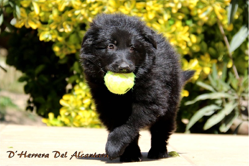 Maké D'Herrera Del Alcantara