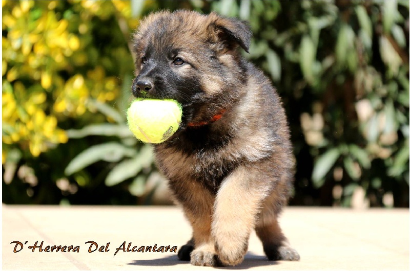 Melys D'Herrera Del Alcantara