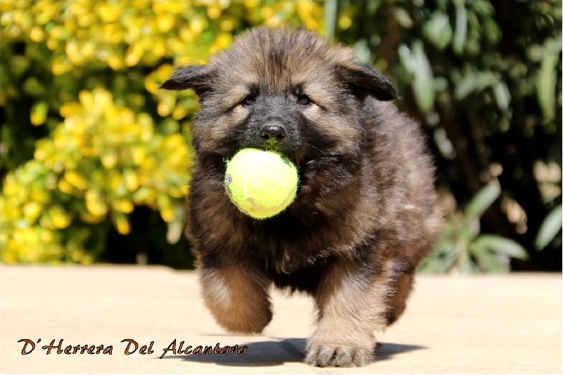 Maximus D'Herrera Del Alcantara