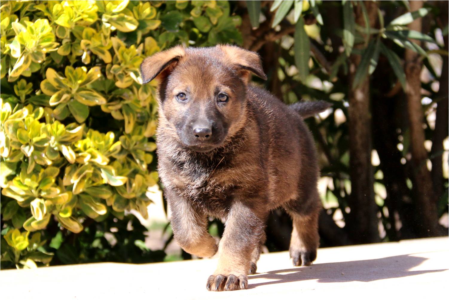 Nala D'Herrera Del Alcantara