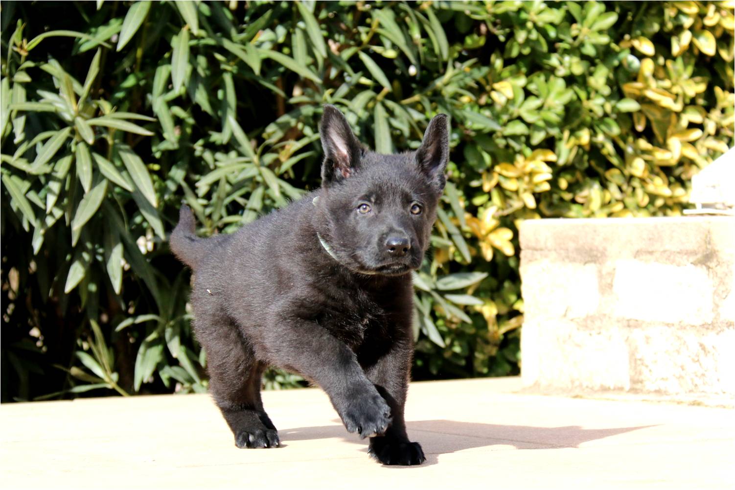 Onyx D'Herrera Del Alcantara