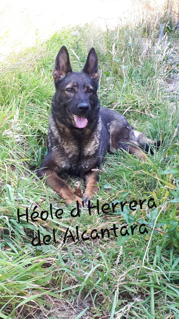 Héole D'Herrera Del Alcantara