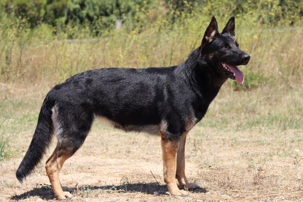 Vérone D'Herrera Del Alcantara