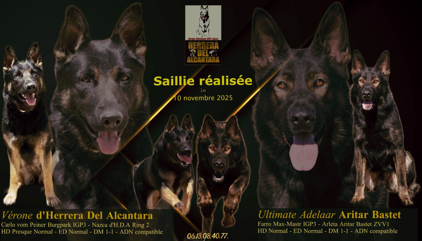 5.12.2025 Vérone est gestante d'Ultimate Adelaar Aritar Bastet !!!