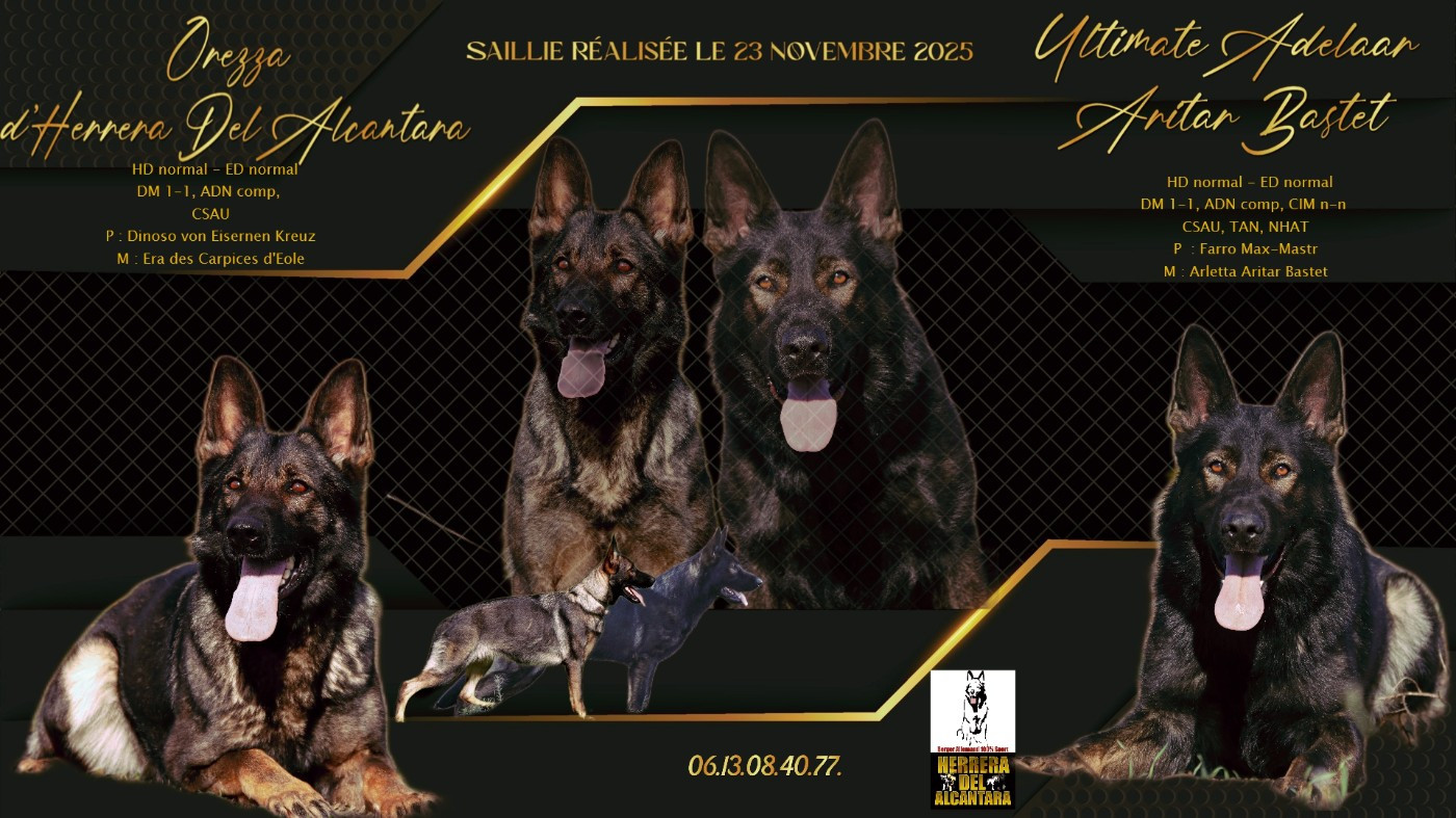 15.12.2025 Orezza est gestante d'ultmiate Adelaar Aritar Bastet !!!