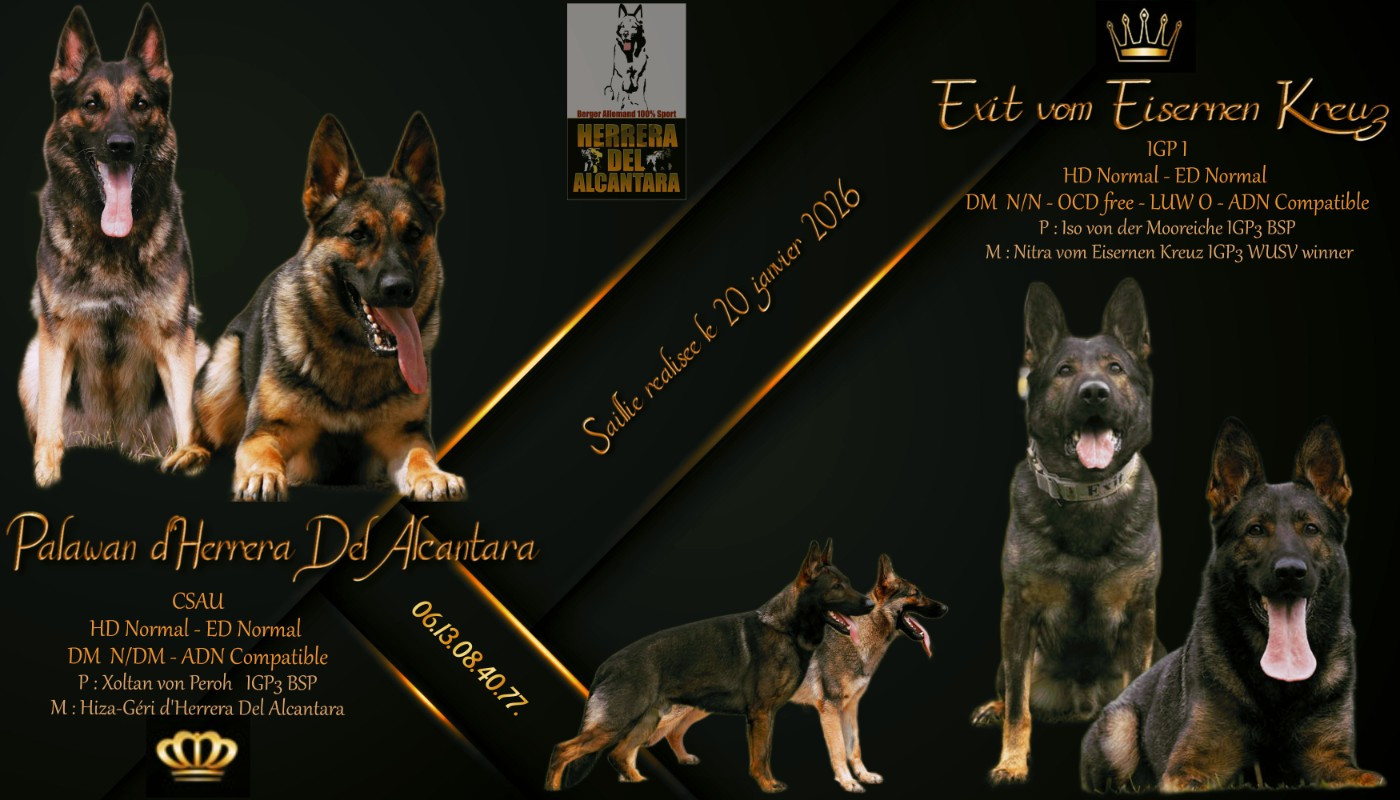 15.02.2026 Palawan est gestante d'Exit von der Eisernen Kreuz !!!