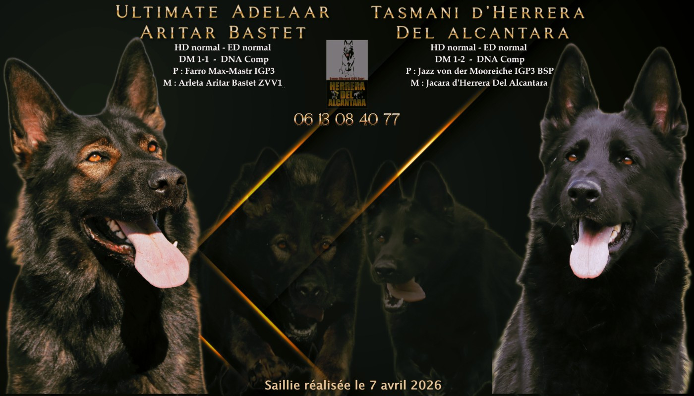 01.05.2026 Tasmani est gestante d'Ultimate Adelaar Aritar Bastet !!!