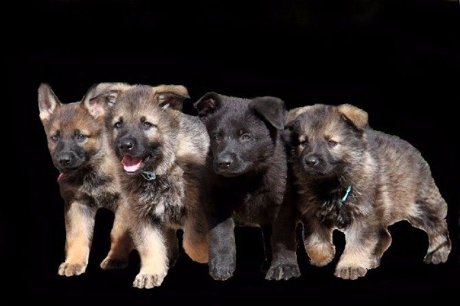 1.12.2025 Actualisation du planning des saillies 2025/26 !!!