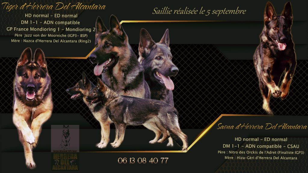 25.11.2025 Nouvelles photos des chiots de Saona & Tiger à 21 jours !!!