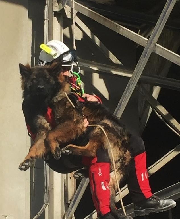 Nos chiens opérationnels chez les pompiers/pisteurs