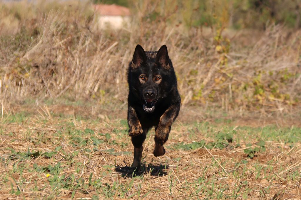 Ultimate Adelaar Aritar Bastet