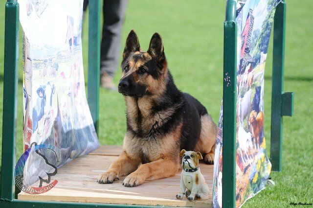 Tiger d'Herrera Del Alcantara Mondioring 2