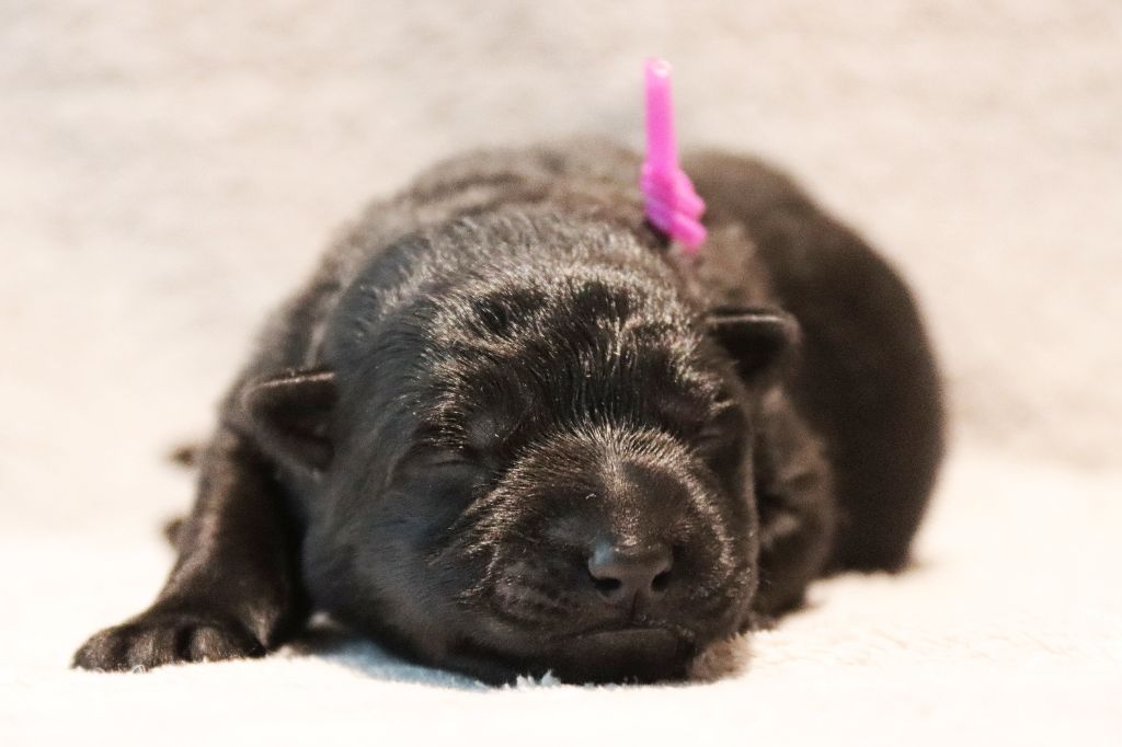D'Herrera Del Alcantara - Chiots disponibles - Berger Allemand