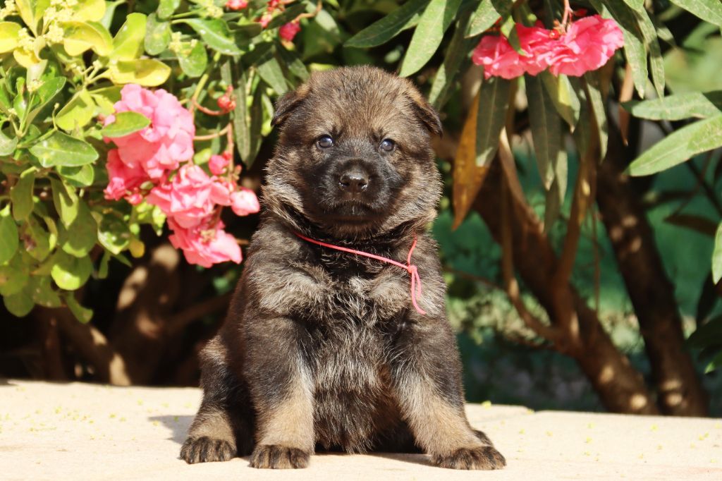 D'Herrera Del Alcantara - Chiots disponibles - Berger Allemand