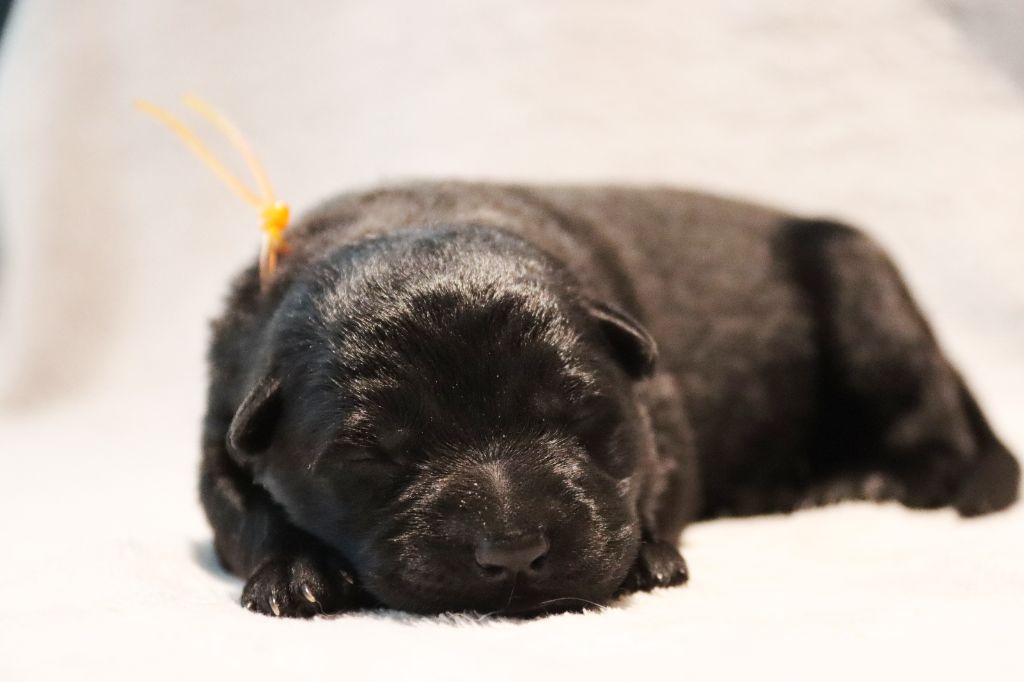 D'Herrera Del Alcantara - Chiots disponibles - Berger Allemand