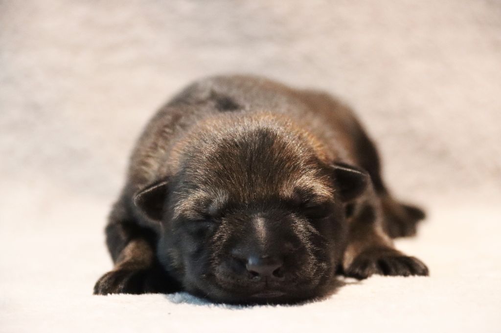 D'Herrera Del Alcantara - Chiots disponibles - Berger Allemand