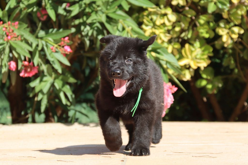 D'Herrera Del Alcantara - Chiots disponibles - Berger Allemand