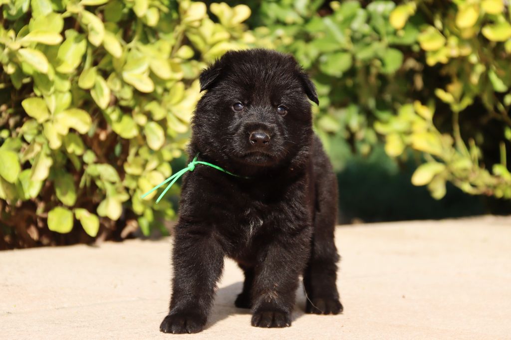 D'Herrera Del Alcantara - Chiots disponibles - Berger Allemand