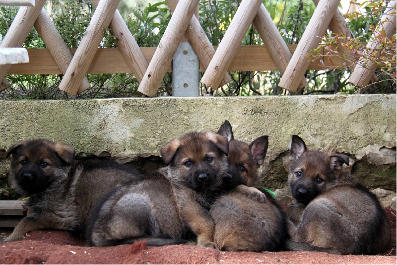 Chiot Berger Allemand D'Herrera Del Alcantara