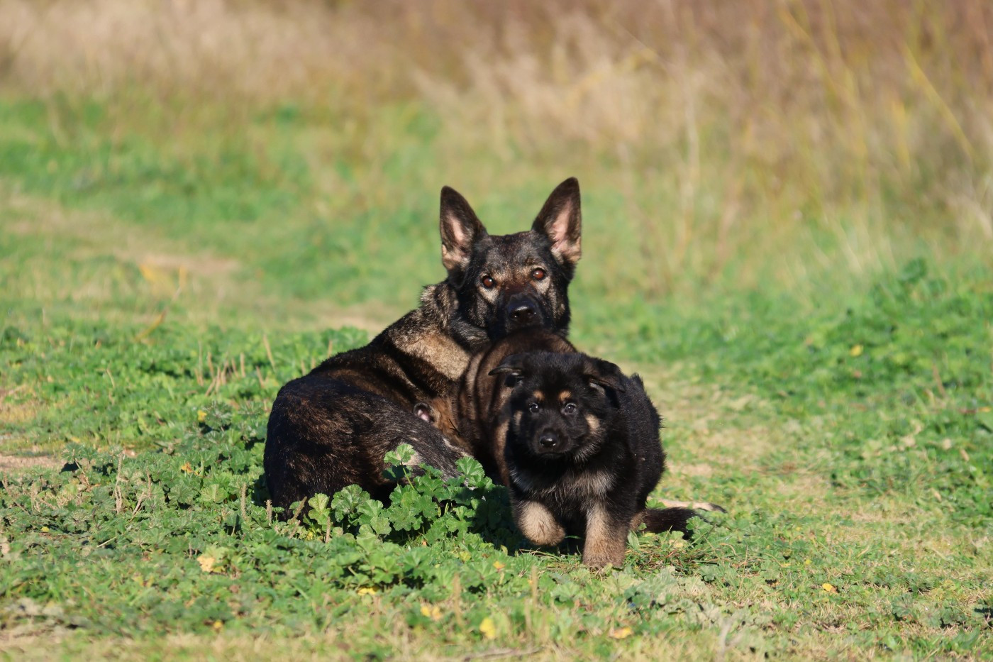 Chiot Berger Allemand D'Herrera Del Alcantara