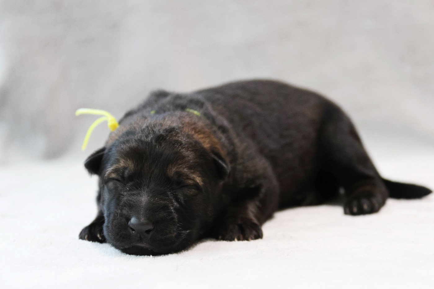 D'Herrera Del Alcantara - Chiots disponibles - Berger Allemand