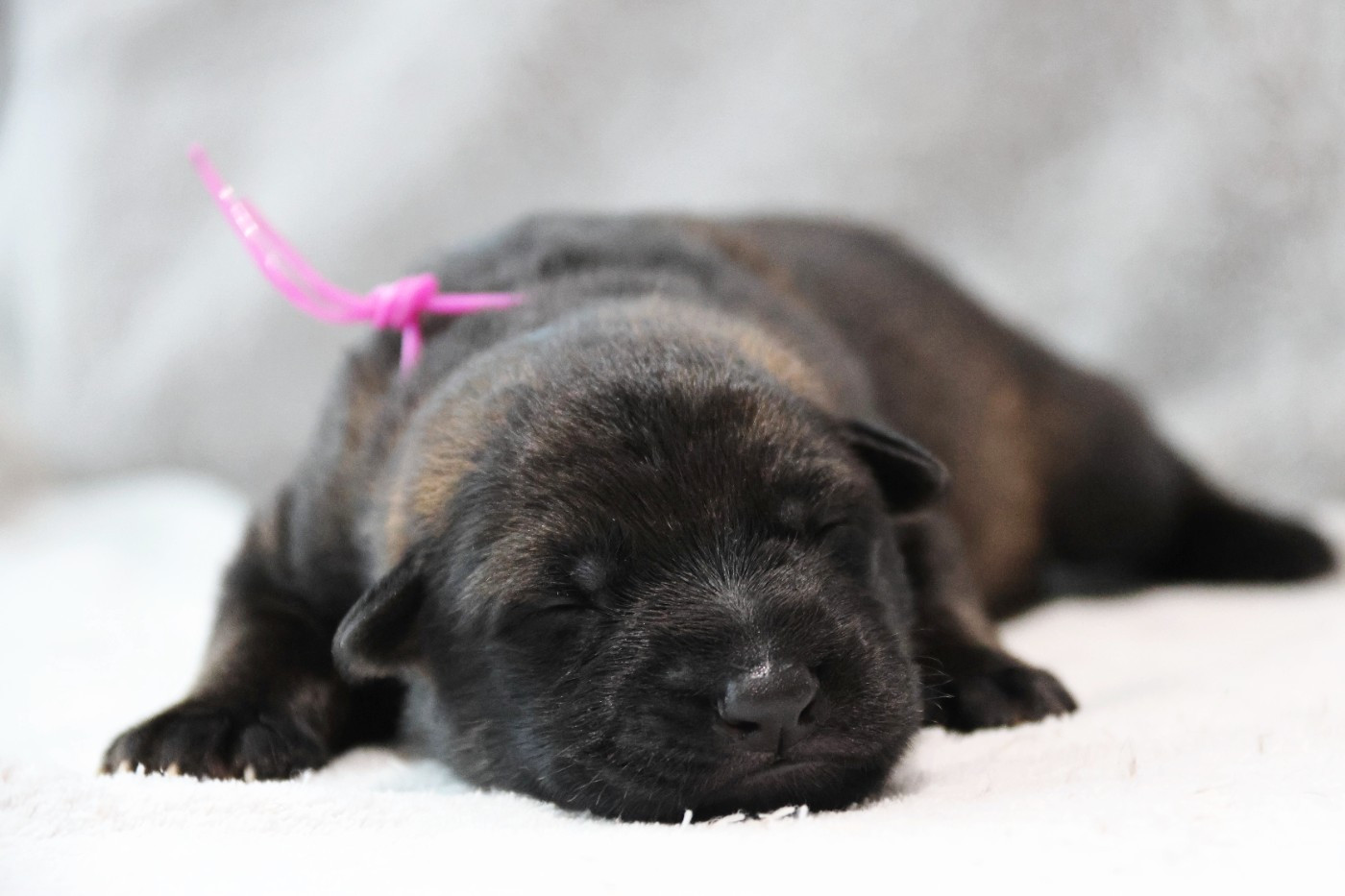 D'Herrera Del Alcantara - Chiots disponibles - Berger Allemand