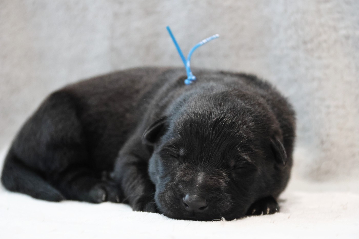 D'Herrera Del Alcantara - Chiots disponibles - Berger Allemand