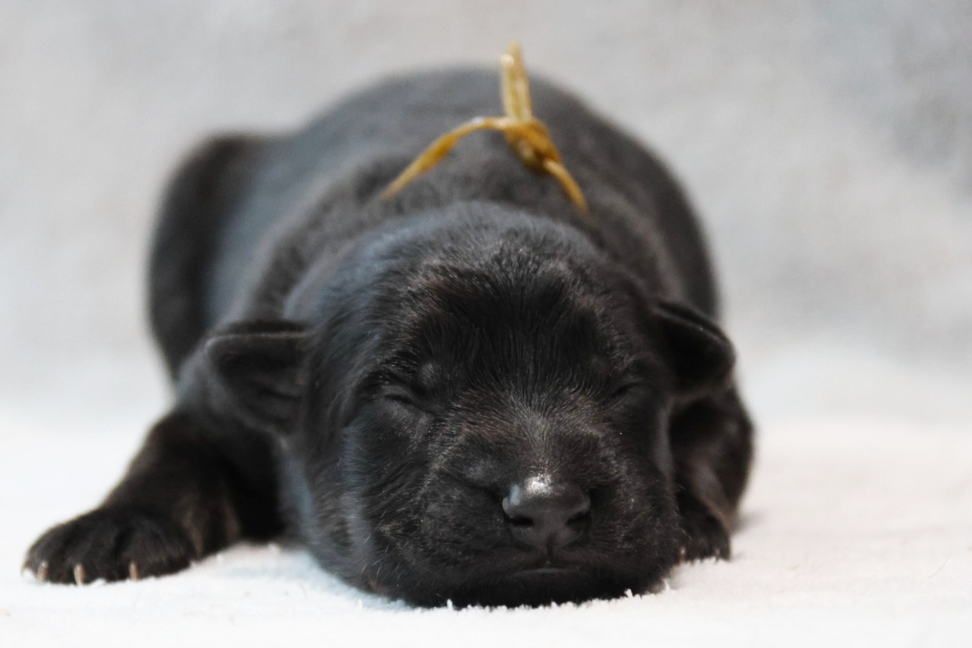 D'Herrera Del Alcantara - Chiots disponibles - Berger Allemand