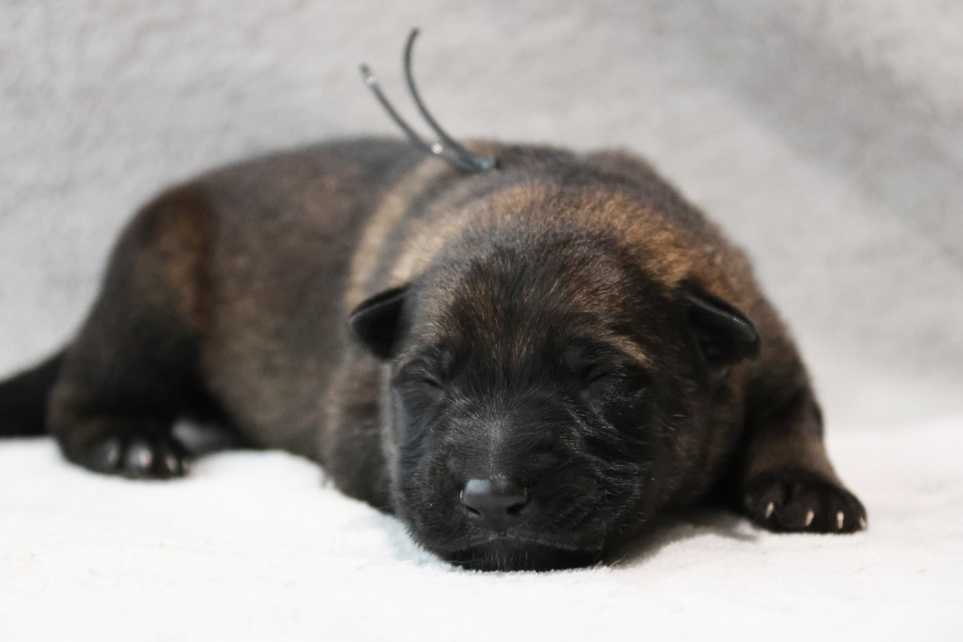 D'Herrera Del Alcantara - Chiots disponibles - Berger Allemand