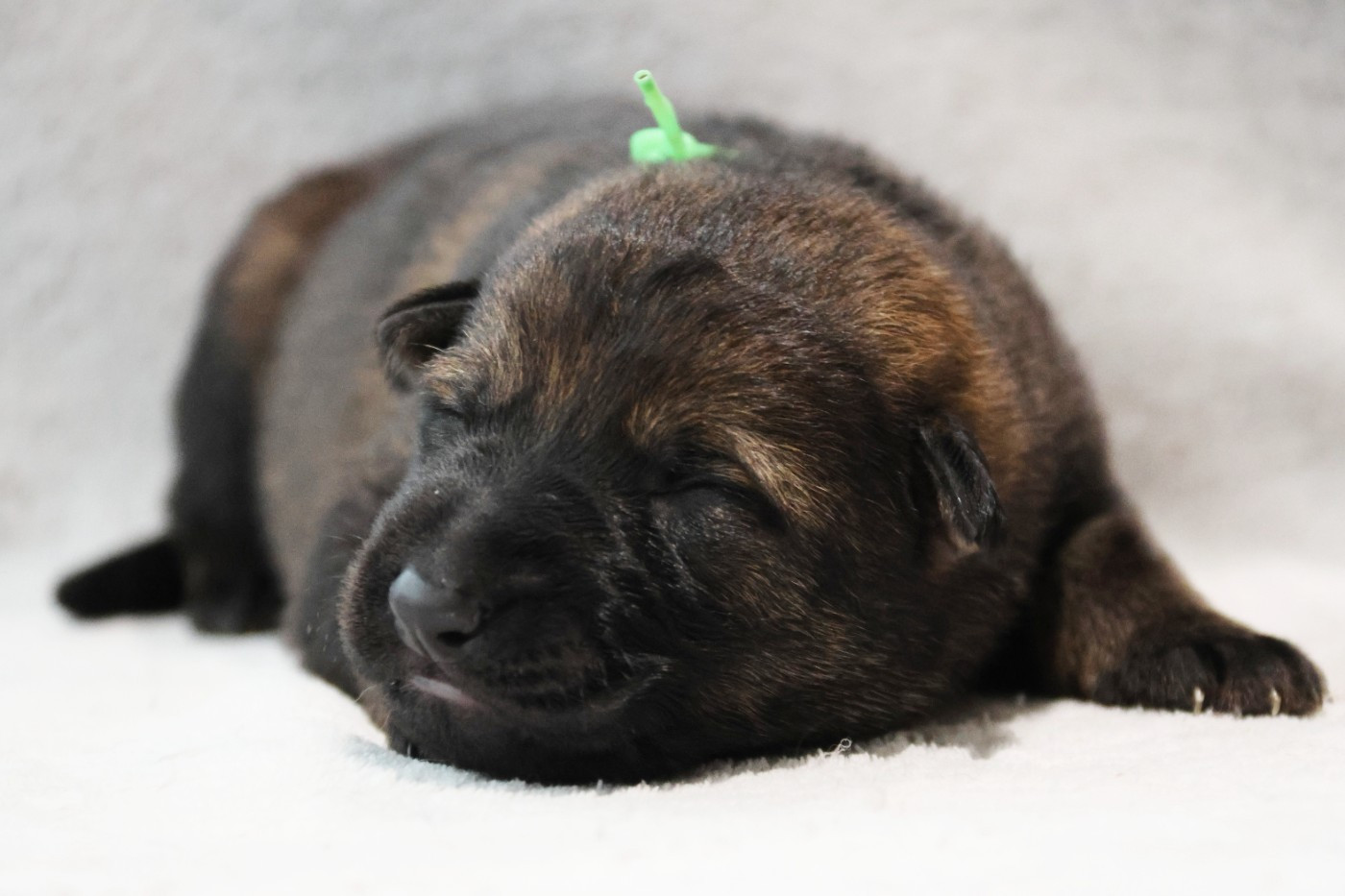 D'Herrera Del Alcantara - Chiots disponibles - Berger Allemand