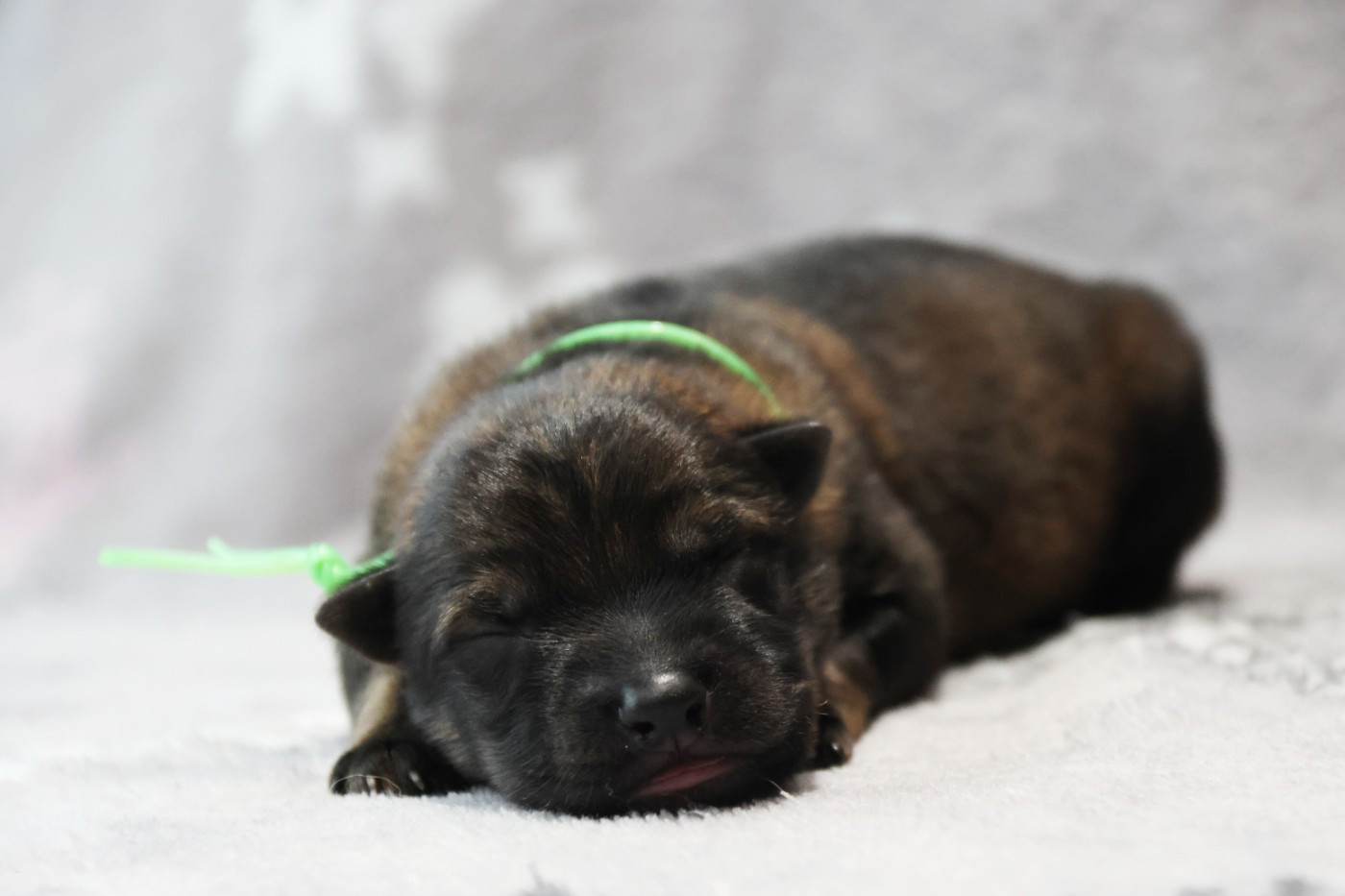 D'Herrera Del Alcantara - Chiots disponibles - Berger Allemand