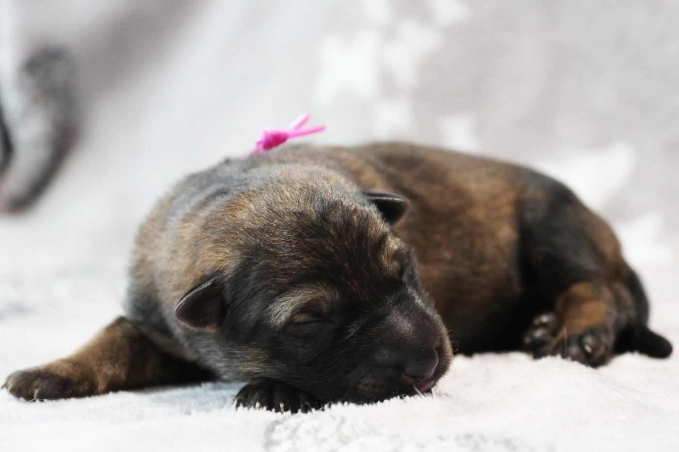 D'Herrera Del Alcantara - Chiots disponibles - Berger Allemand