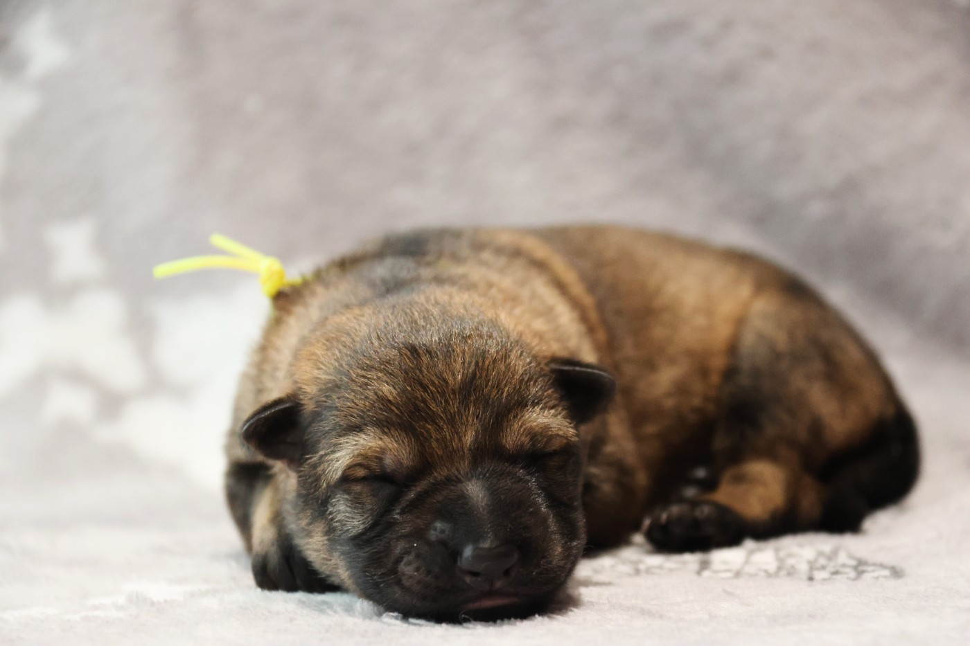 D'Herrera Del Alcantara - Chiots disponibles - Berger Allemand