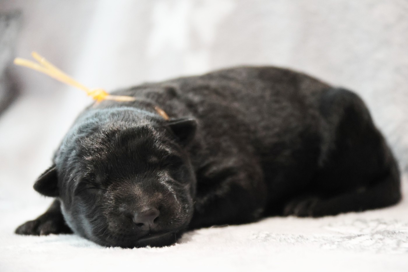 D'Herrera Del Alcantara - Chiots disponibles - Berger Allemand