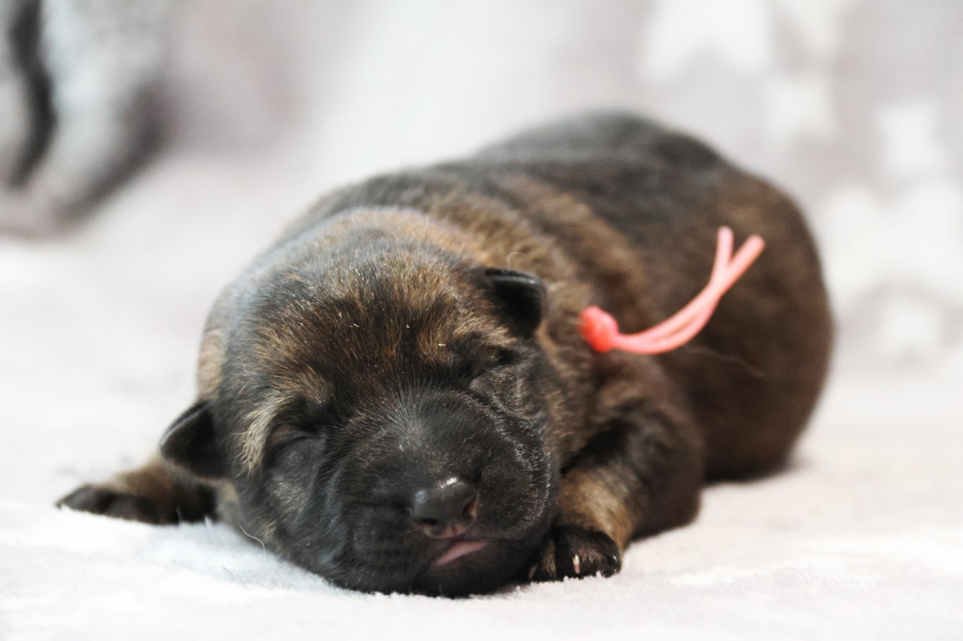 D'Herrera Del Alcantara - Chiots disponibles - Berger Allemand