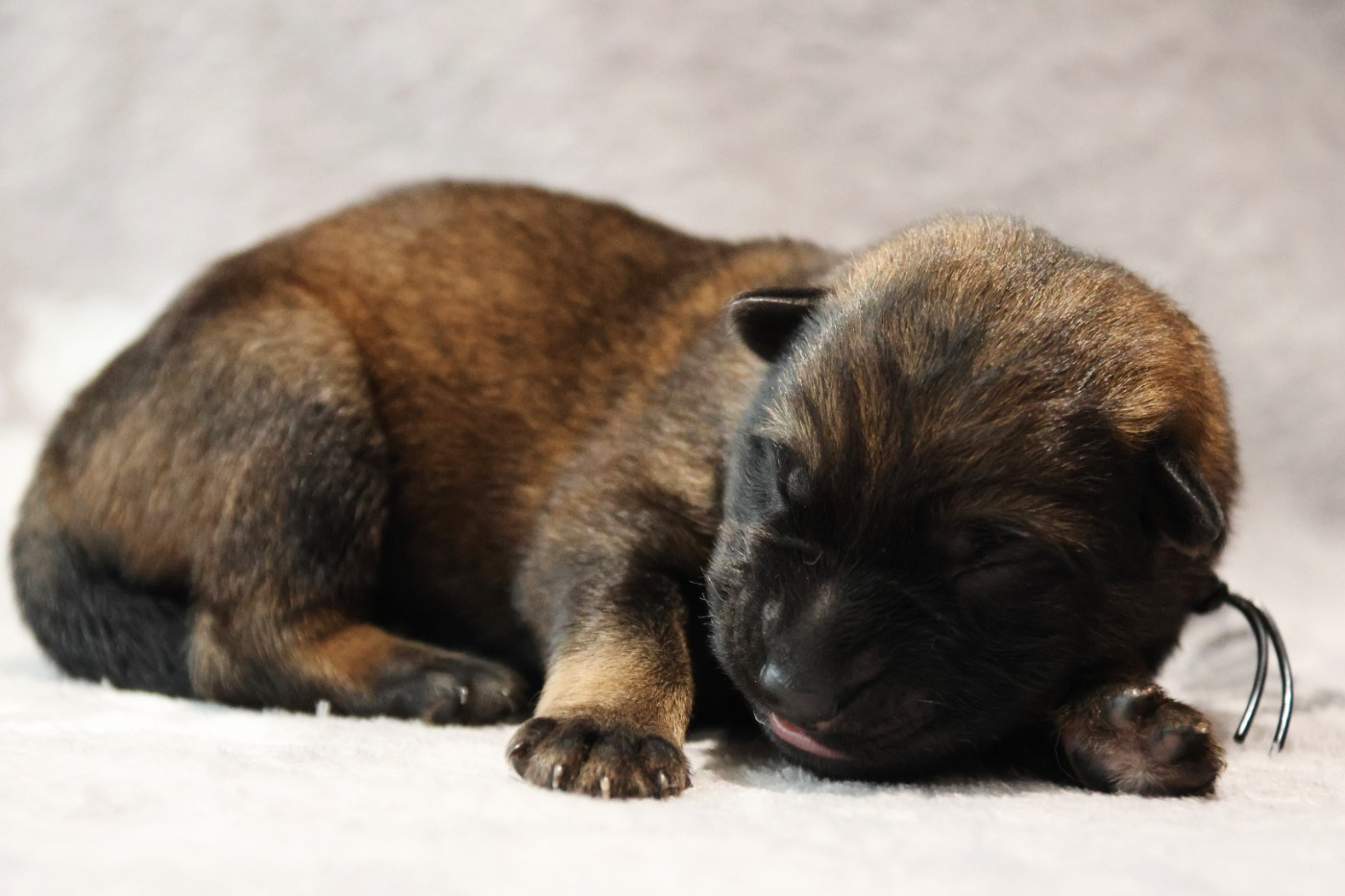 D'Herrera Del Alcantara - Chiots disponibles - Berger Allemand