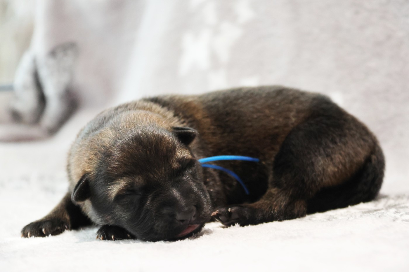 D'Herrera Del Alcantara - Chiots disponibles - Berger Allemand