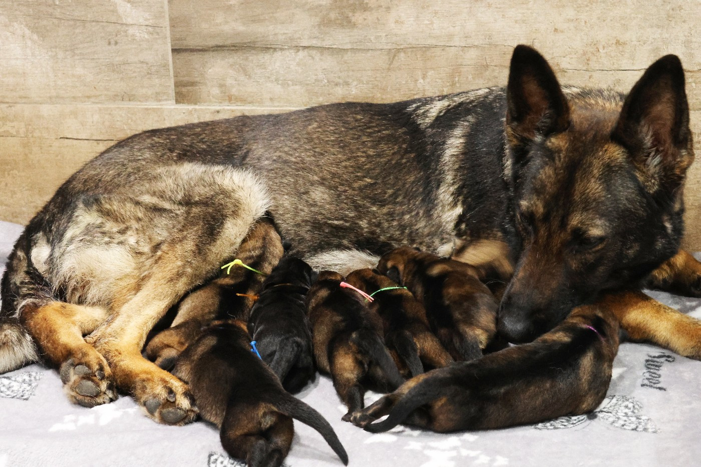 D'Herrera Del Alcantara - Berger Allemand - Portée née le 22/01/2026